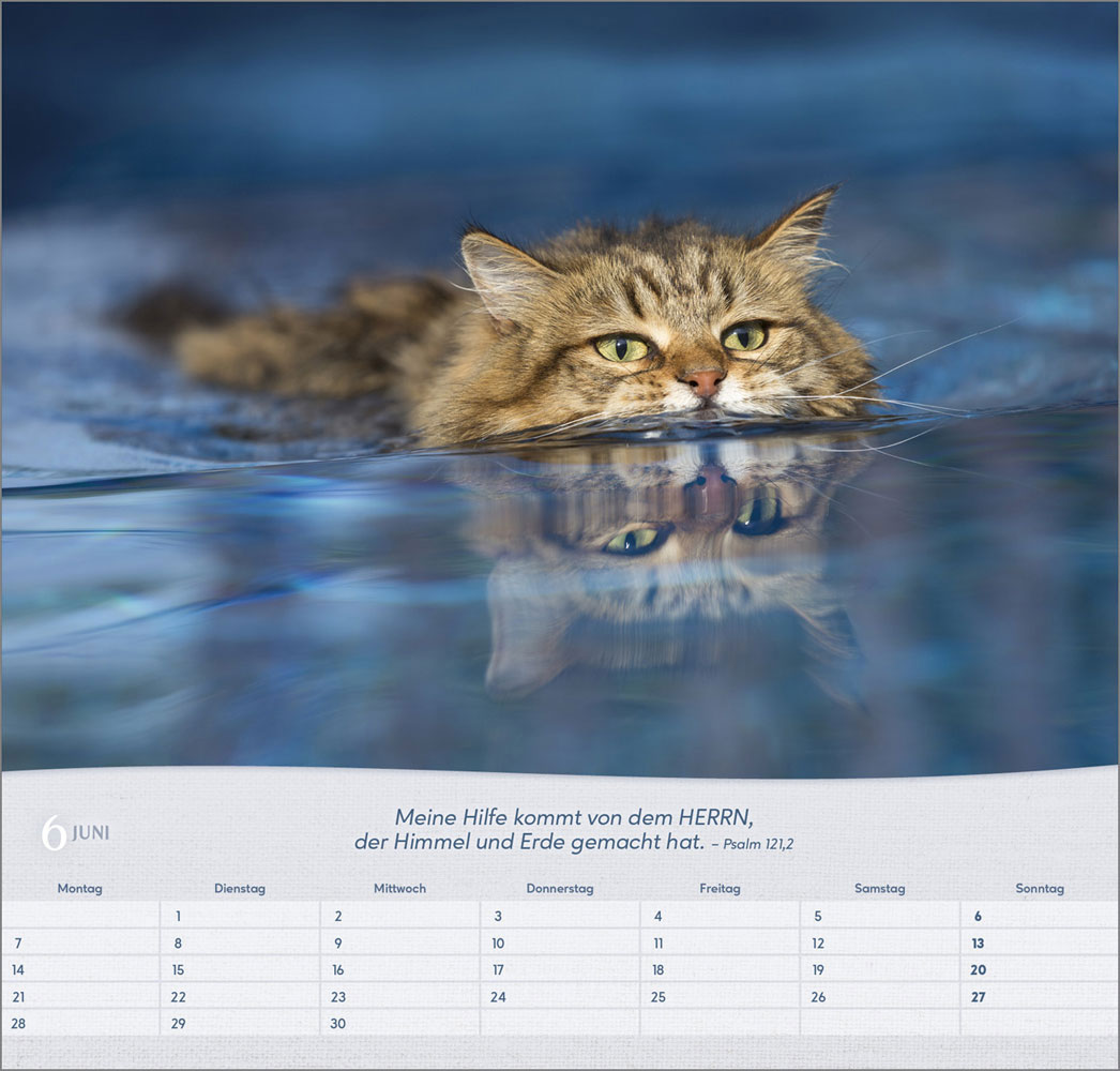 Katzen 2027 - Wandkalender