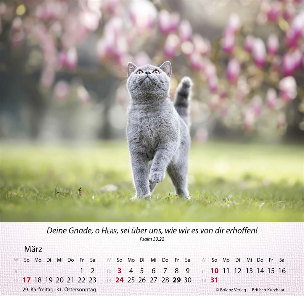 Katzen 2024 - Tischkalender Katzen 2024 - Tischkalender