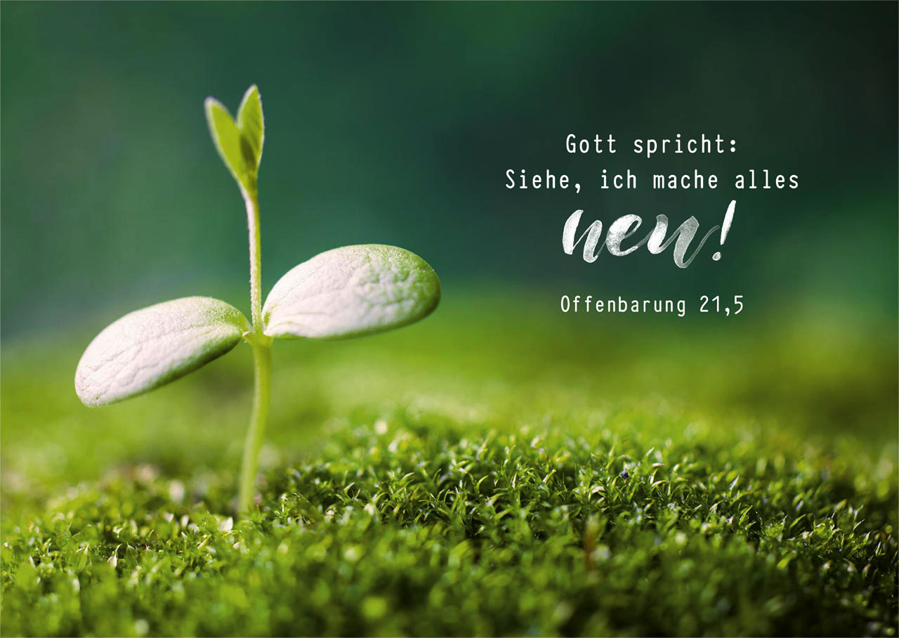 Postkarte "Jahreslosung 2026" (Pflanze)