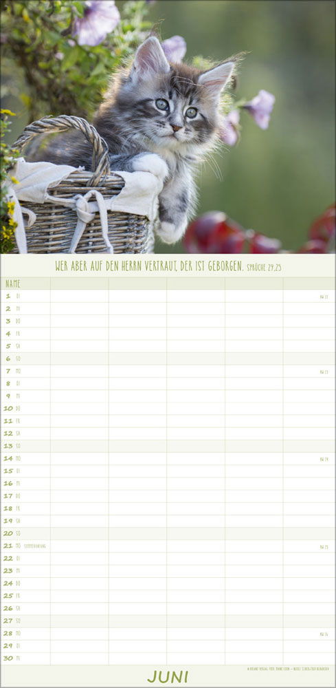 Familienplaner Katzen - 2027