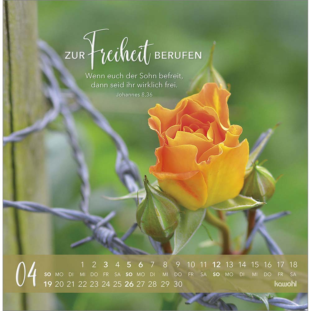Die Liebe bleibt bestehn 2026 - Postkartenkalender