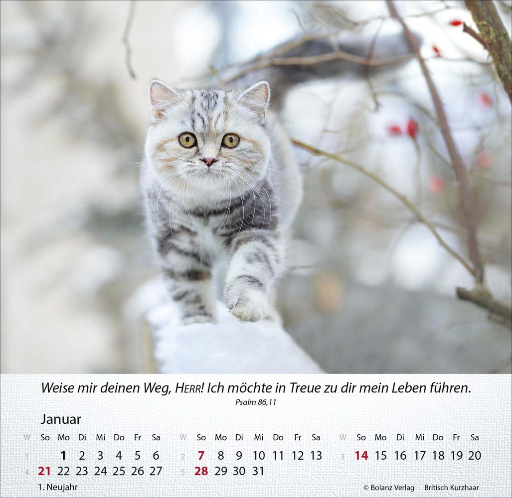 Katzen 2024 - Tischkalender Katzen 2024 - Tischkalender