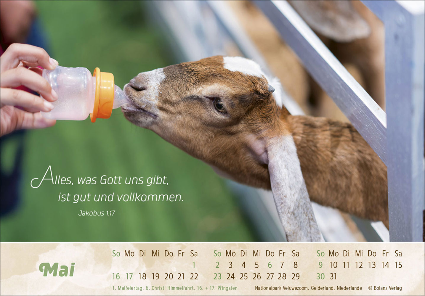 Der Gute Hirte 2027 - Postkartenkalender