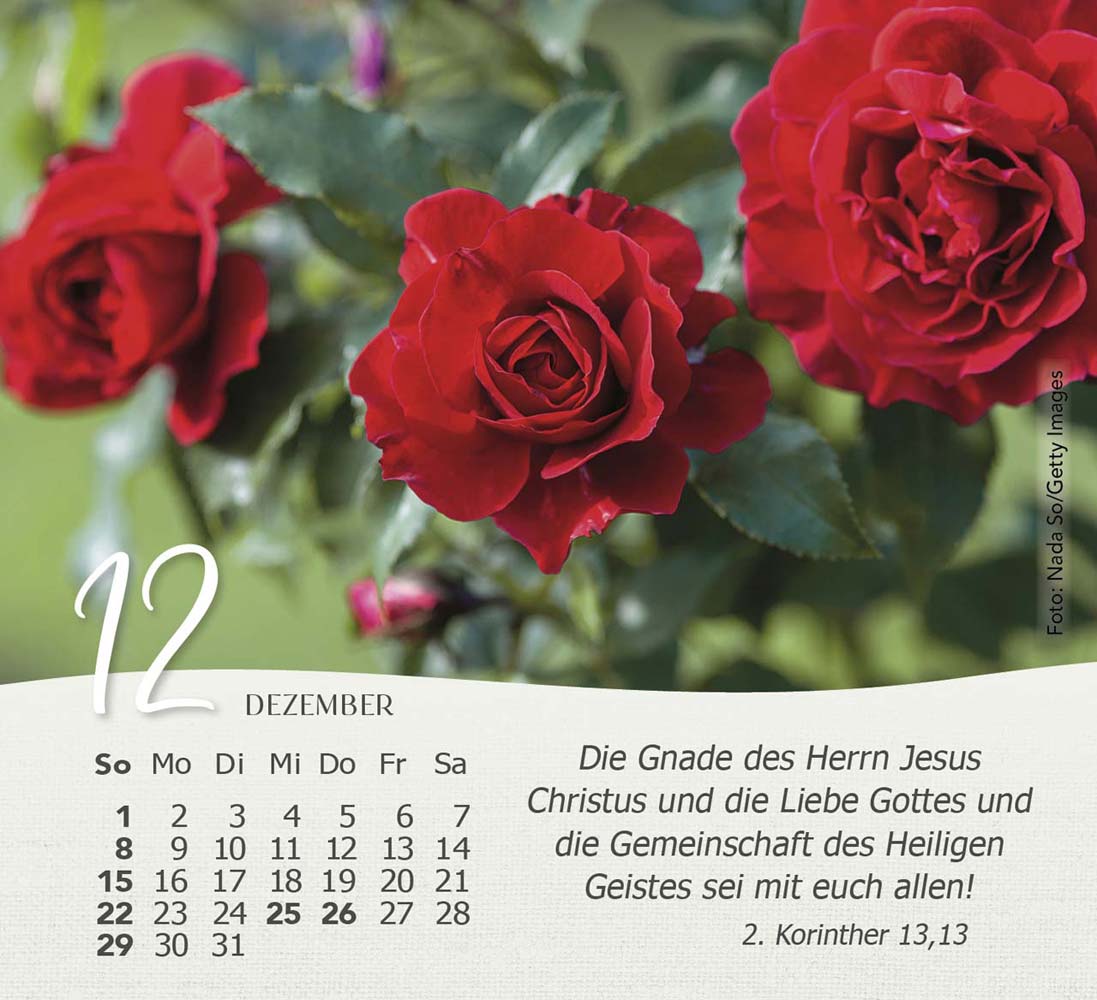Rosen 2024 - Tischkalender Rosen 2024 - Tischkalender