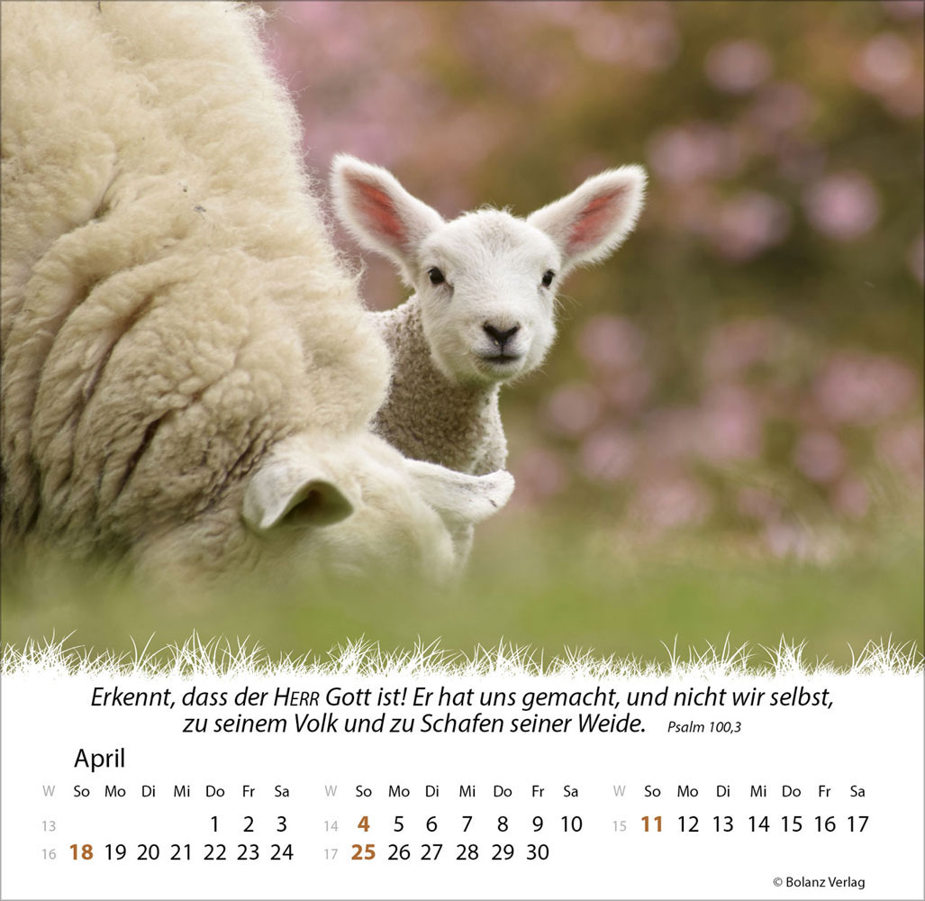 Ein Leben für die Schafe 2027 - Verteilkalender