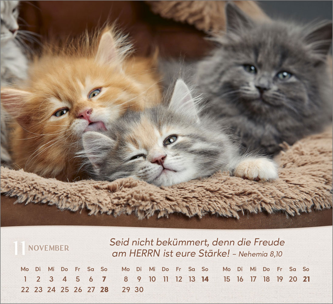 Katzen 2027 - Tischkalender
