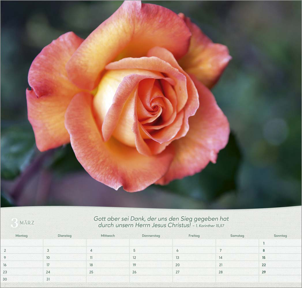 Rosen 2026 - Wandkalender