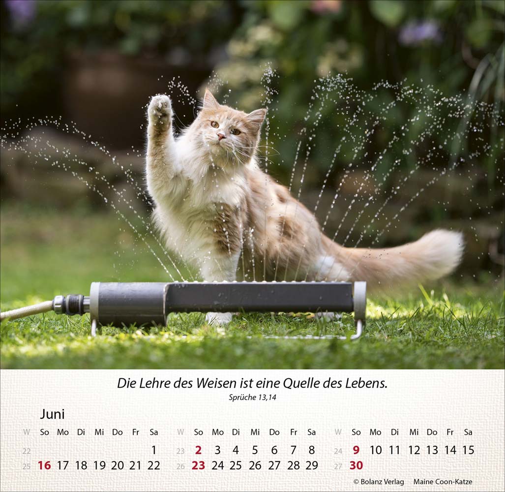 Katzen 2024 - Tischkalender Katzen 2024 - Tischkalender