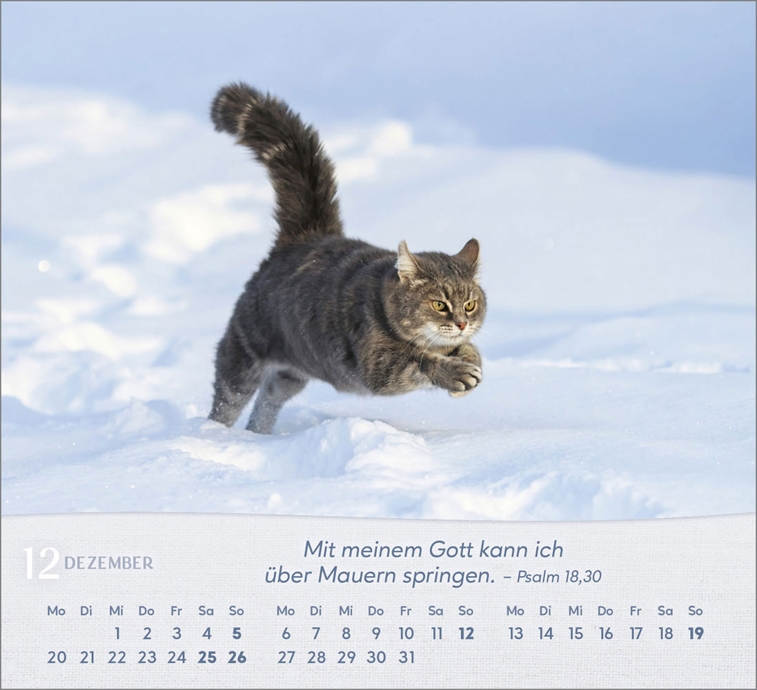 Katzen 2027 - Tischkalender