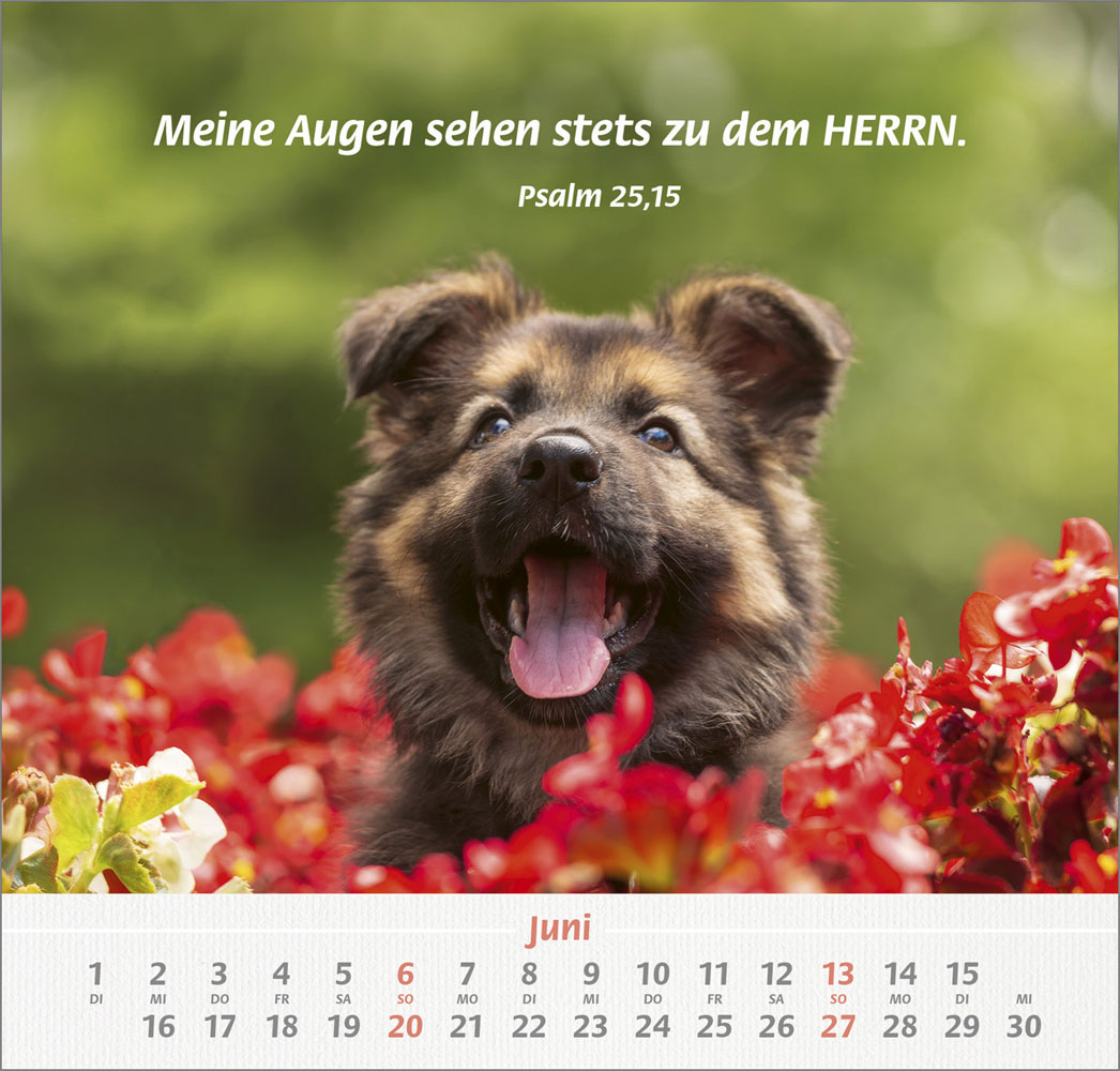 Ich hab dich gern 2027 - Wandkalender