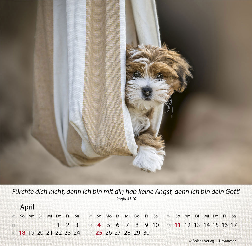 Hunde 2027 - Tischkalender