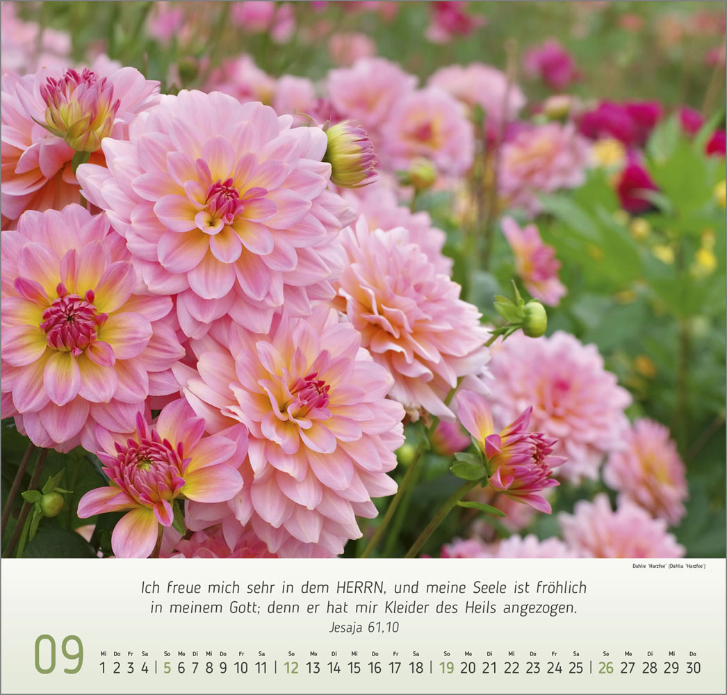 Impressionen Blumen 2027