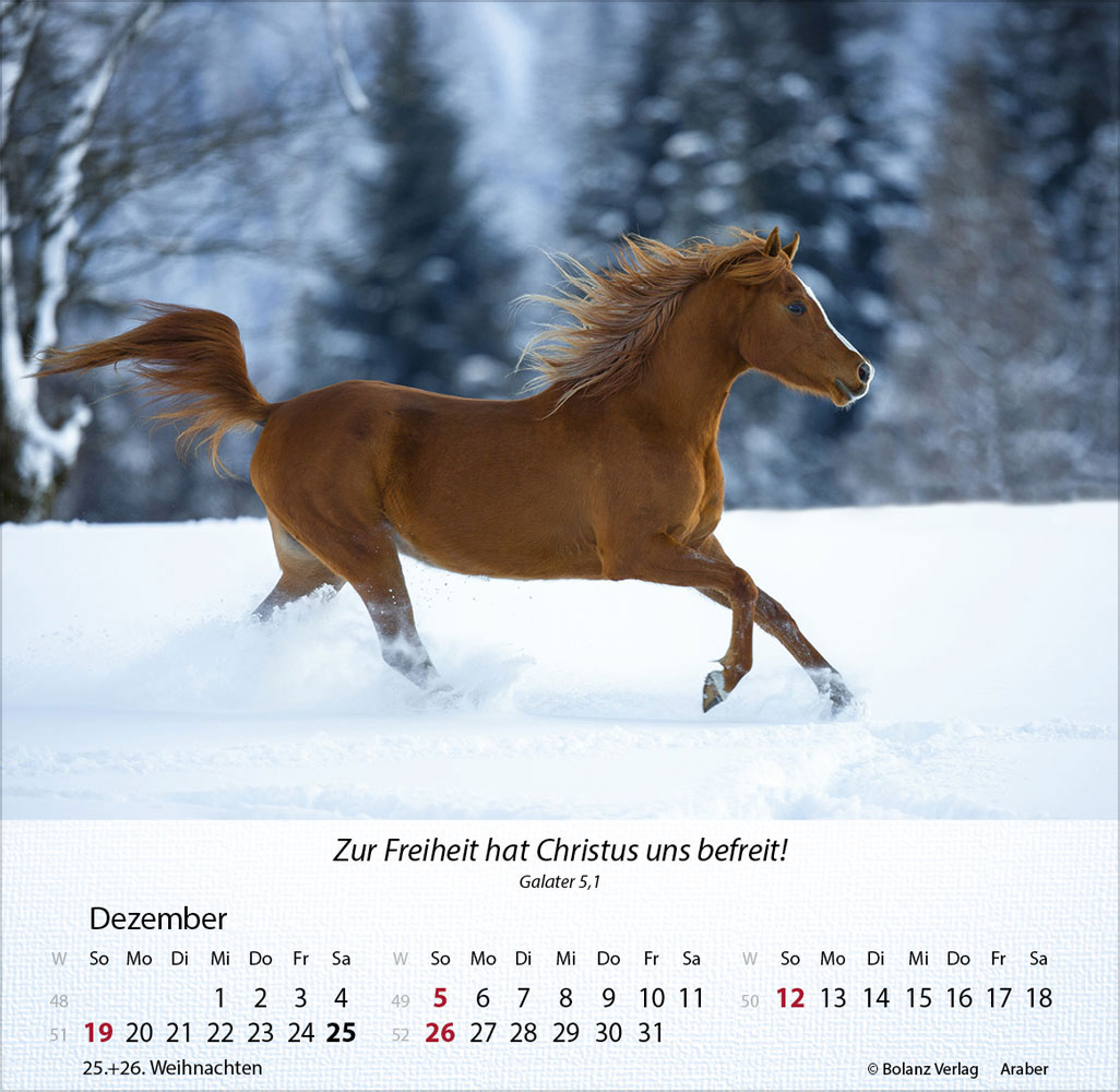 Pferde 2027 - Tischkalender