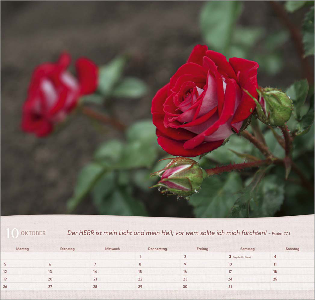 Rosen 2026 - Wandkalender