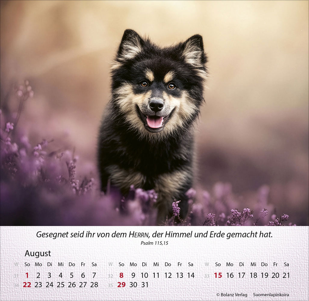Hunde 2027 - Tischkalender