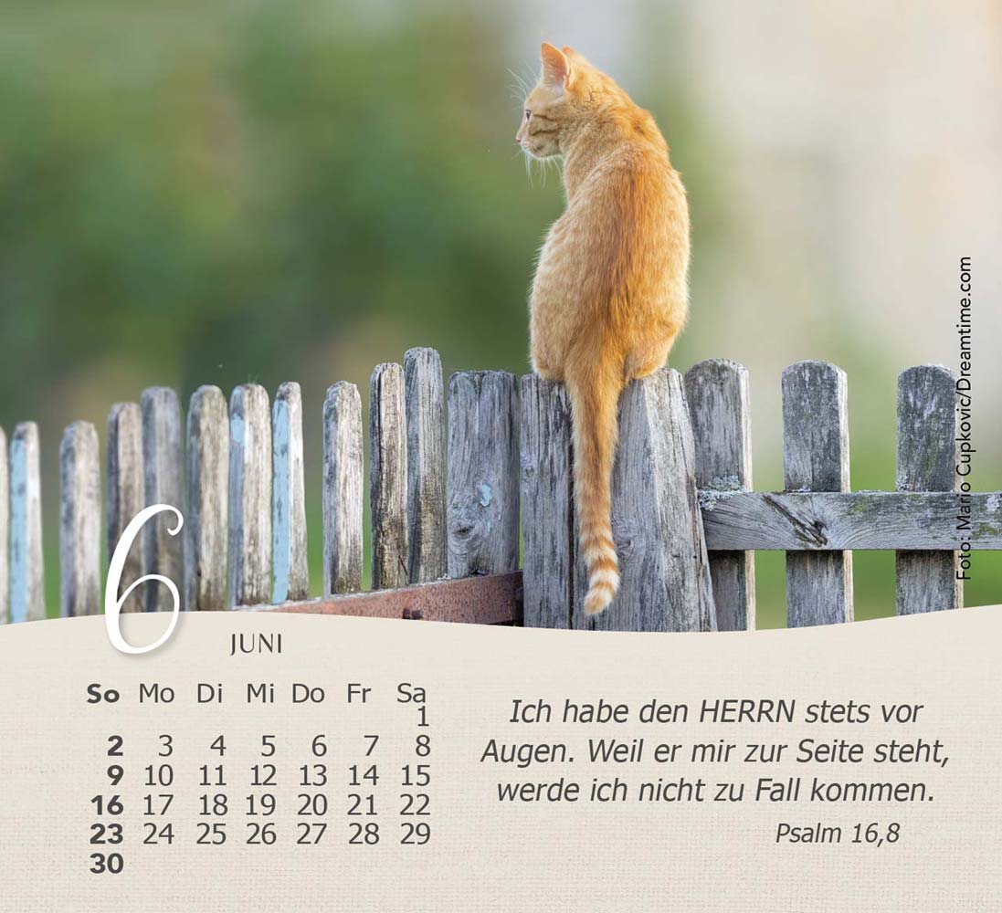 Katzen 2024 - Tischkalender Katzen 2024 - Tischkalender