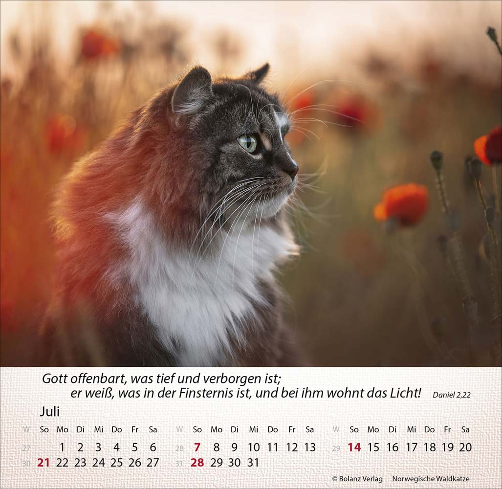 Katzen 2024 - Tischkalender Katzen 2024 - Tischkalender