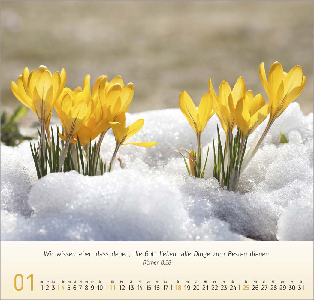 Impressionen Blumen 2026