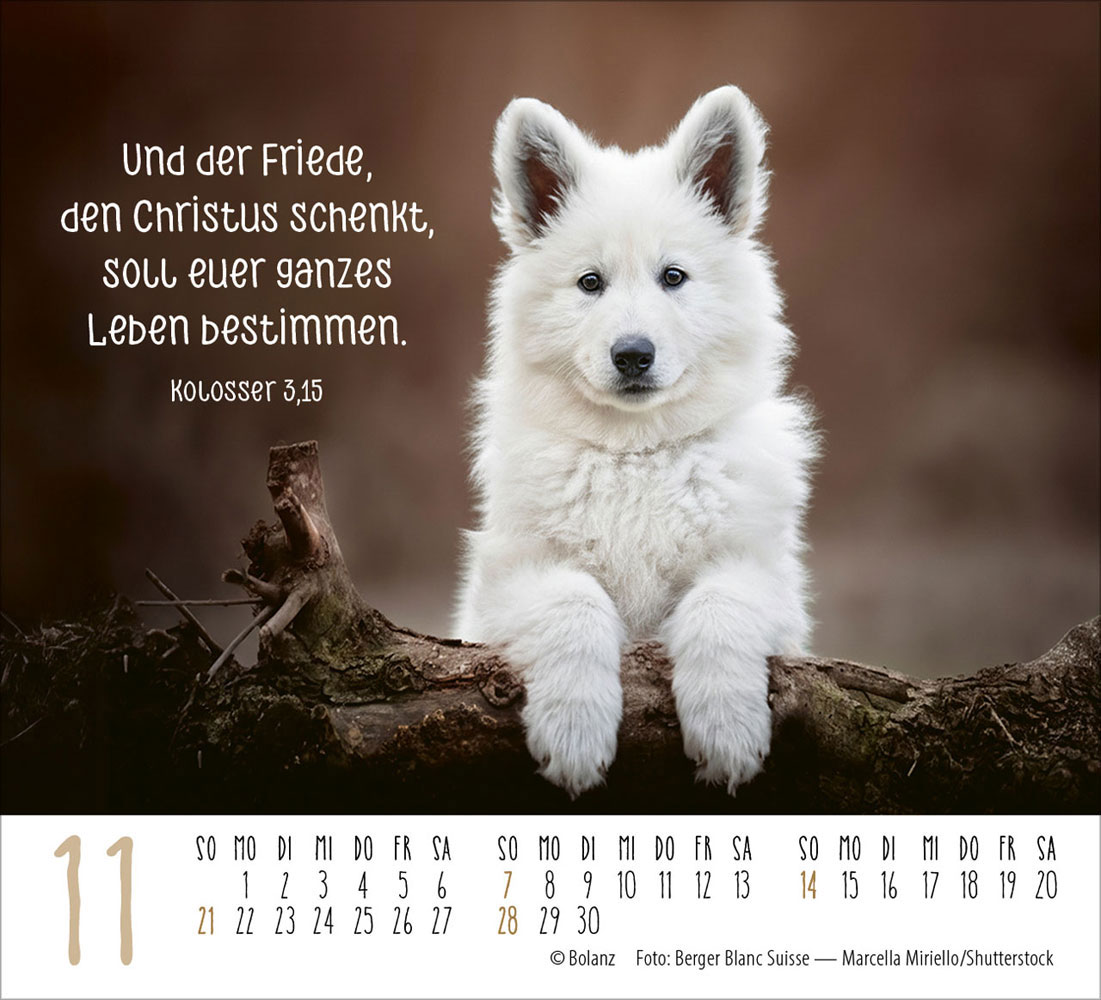Hunde 2027 - Minikalender