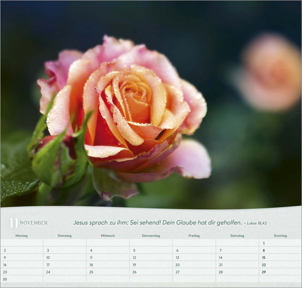 Rosen 2026 - Wandkalender