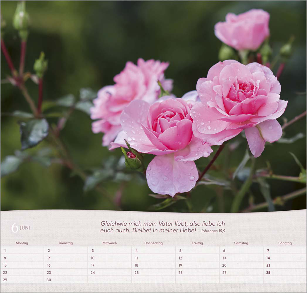 Rosen 2026 - Wandkalender