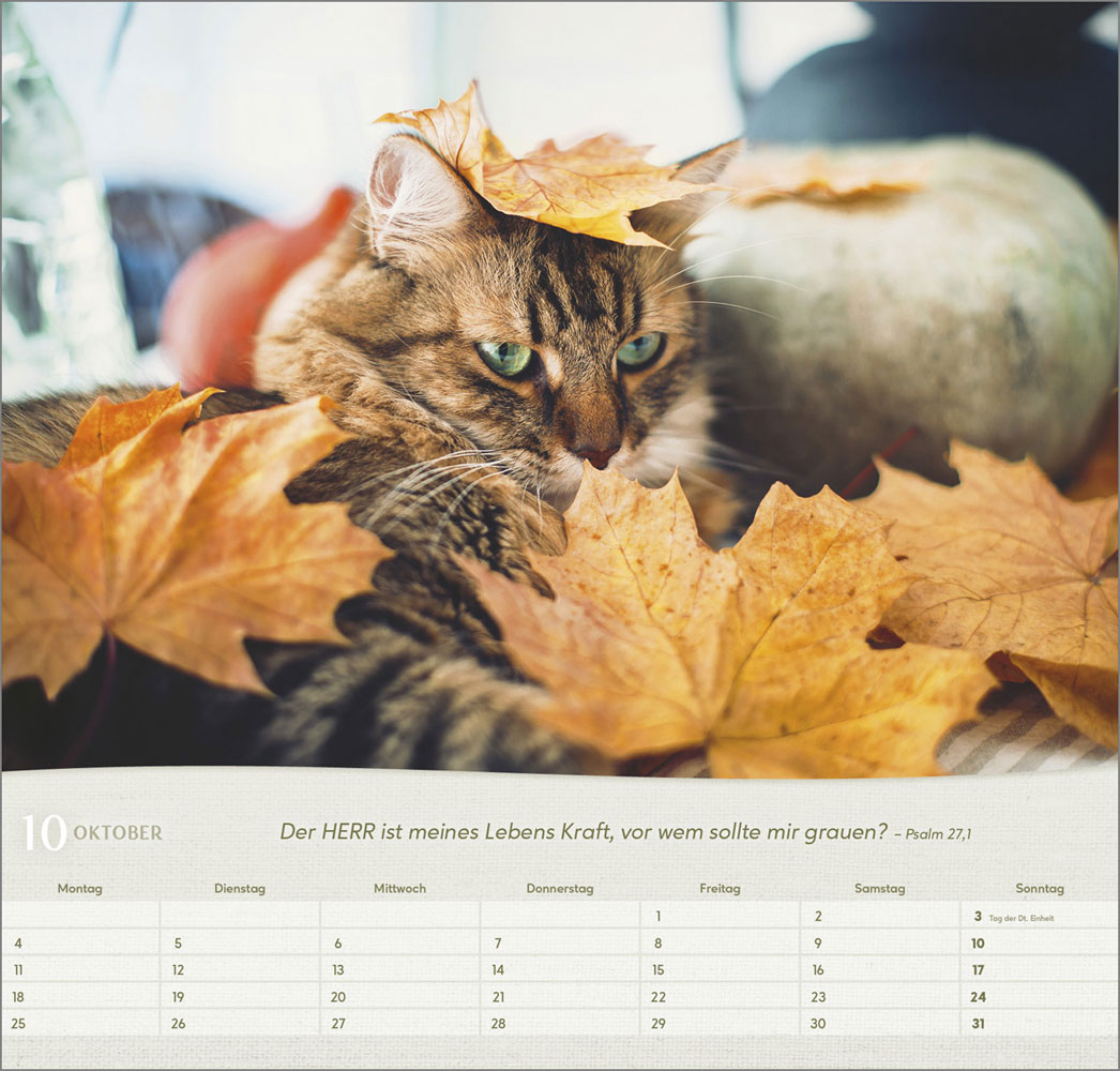 Katzen 2027 - Wandkalender