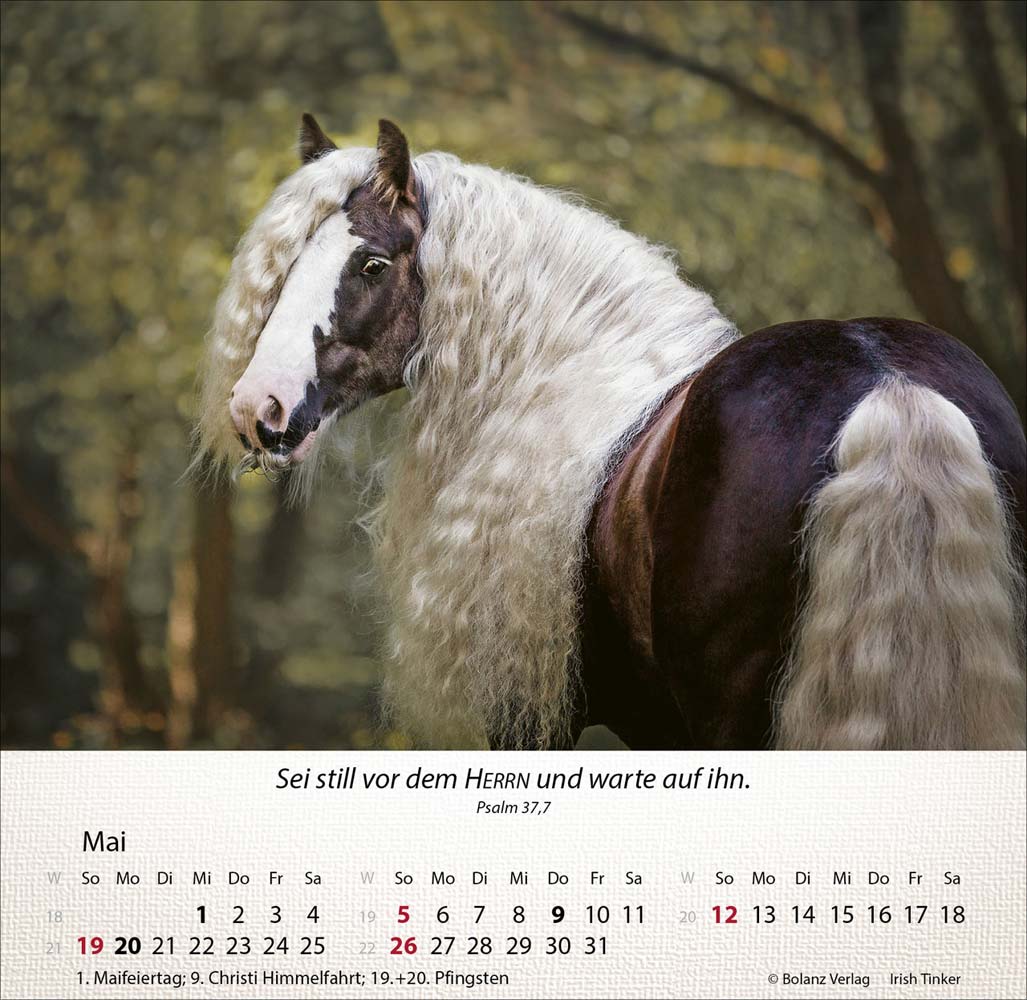 Pferde 2024 - Tischkalender Pferde 2024 - Tischkalender