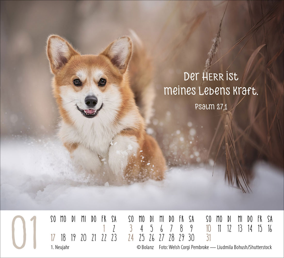 Hunde 2027 - Minikalender