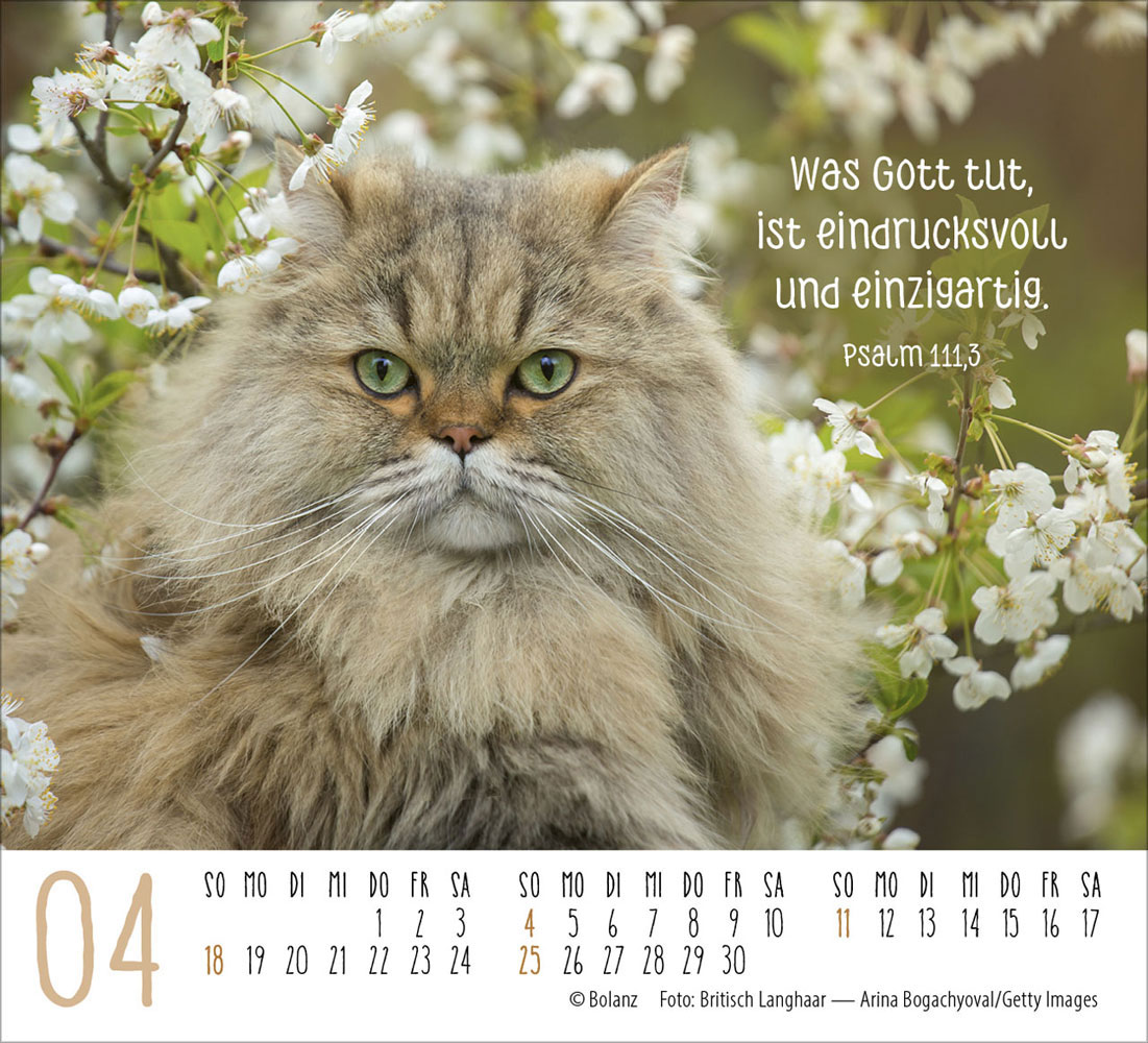 Katzen 2027 - Minikalender