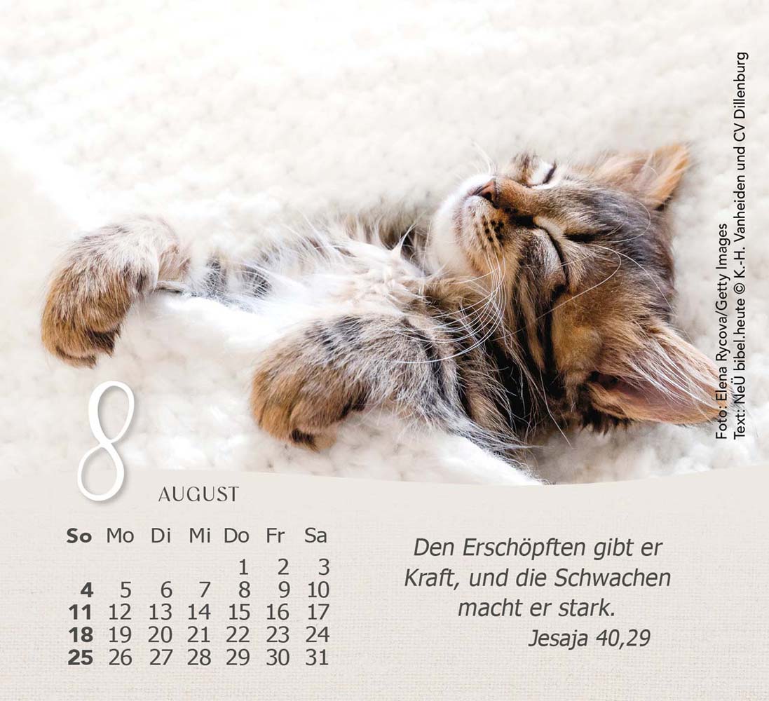 Katzen 2024 - Tischkalender Katzen 2024 - Tischkalender
