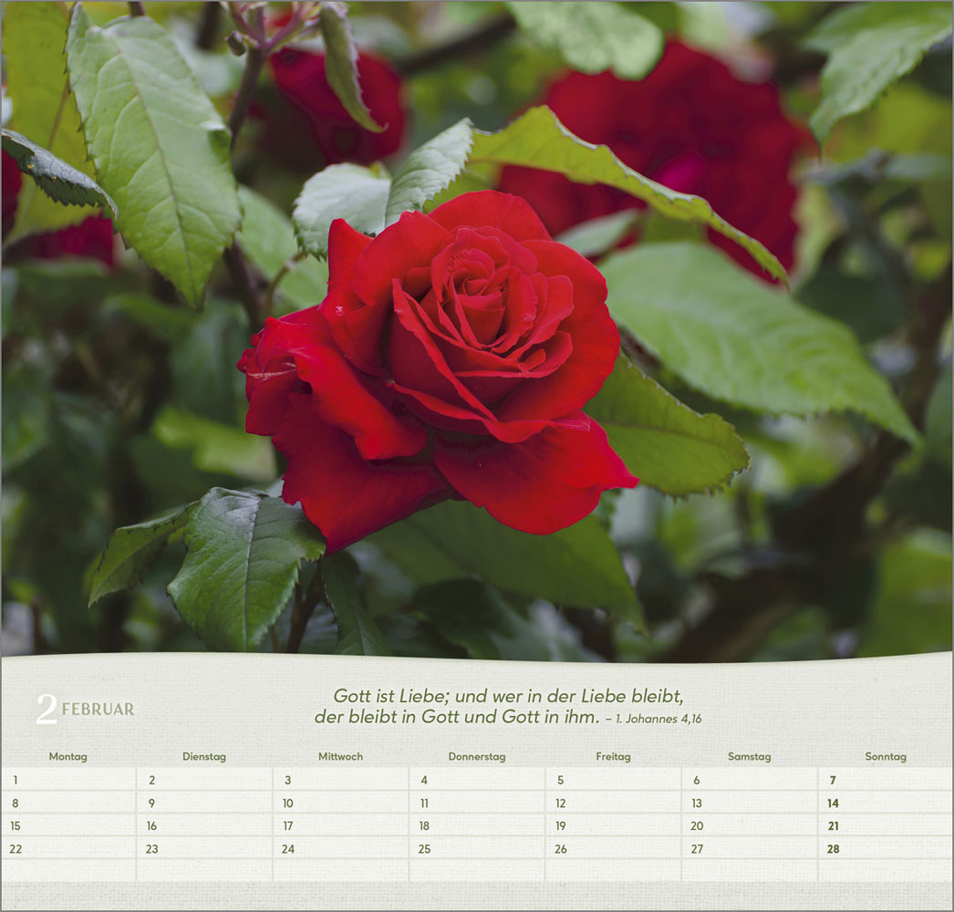 Rosen 2027 - Wandkalender