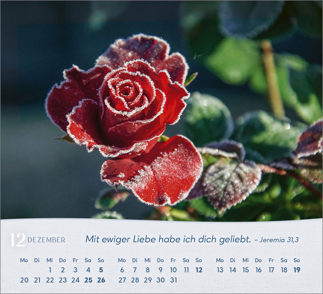 Rosen 2027 - Tischkalender