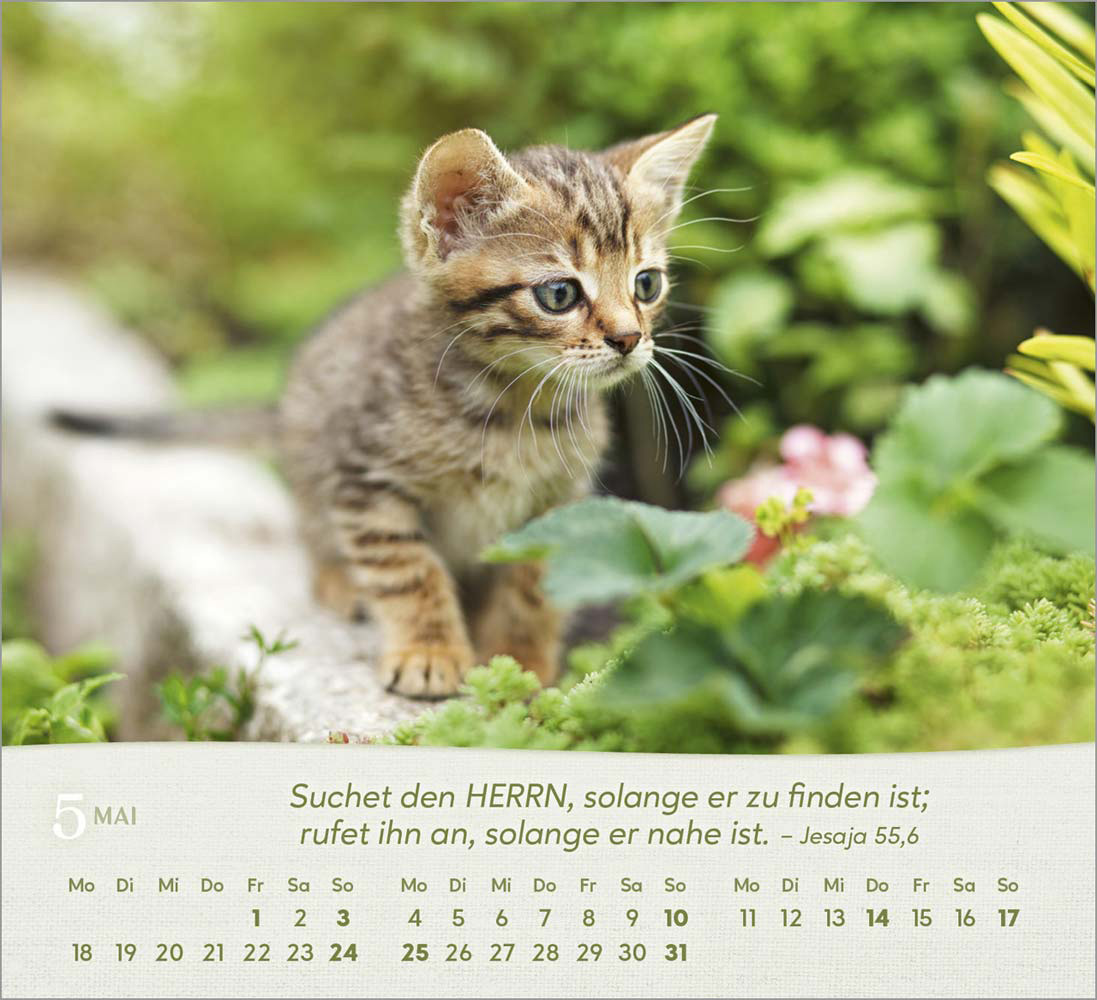 Katzen 2026 - Tischkalender