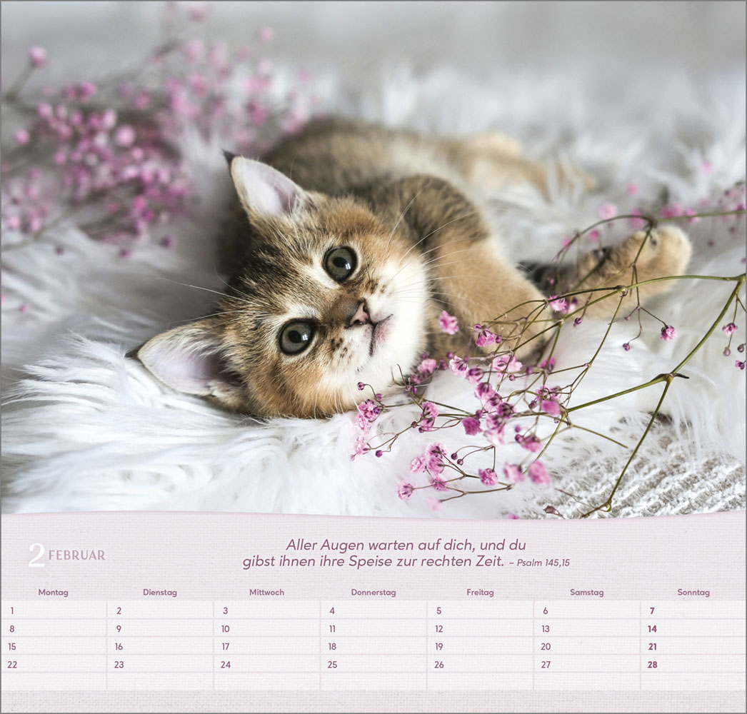 Katzen 2027 - Wandkalender