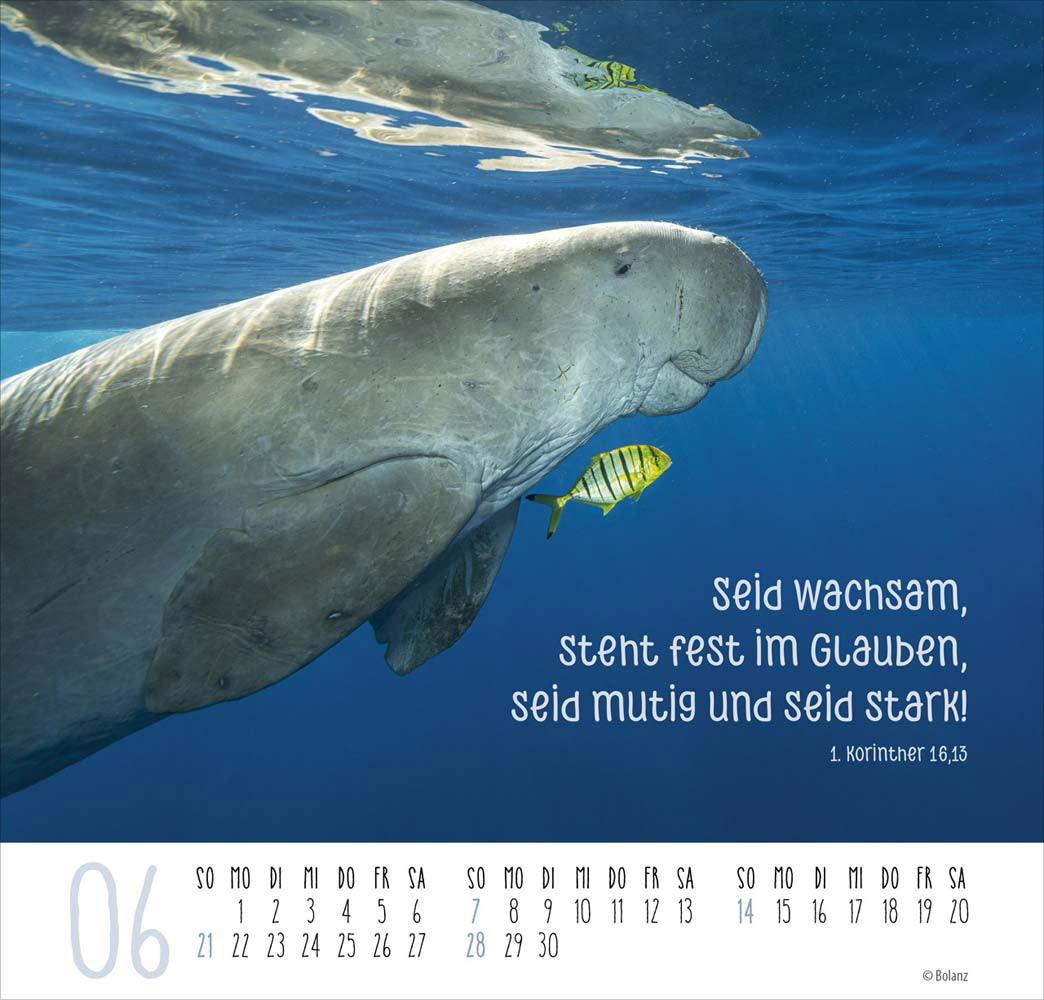 Beste Freunde - Ich mag dich  2026 - Posterkalender