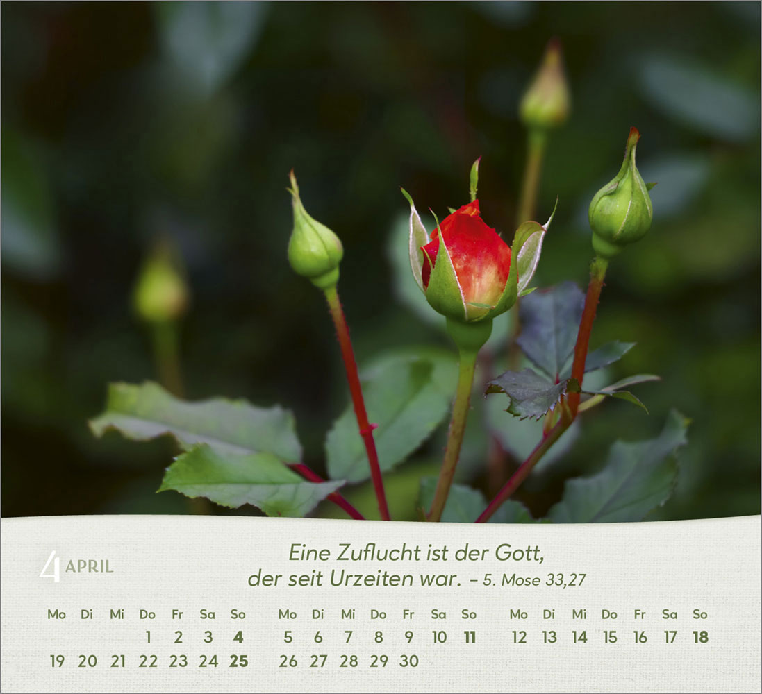 Rosen 2027 - Tischkalender