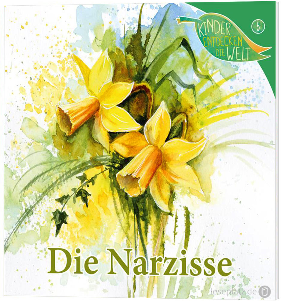 Die Narzisse (5)