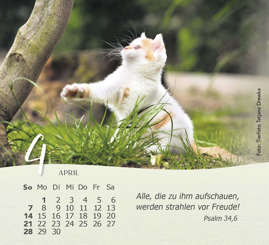 Katzen 2024 - Tischkalender Katzen 2024 - Tischkalender