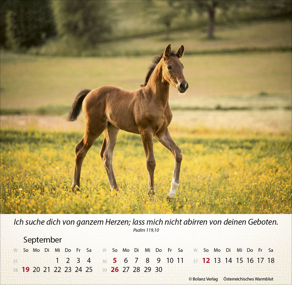 Pferde 2027 - Tischkalender