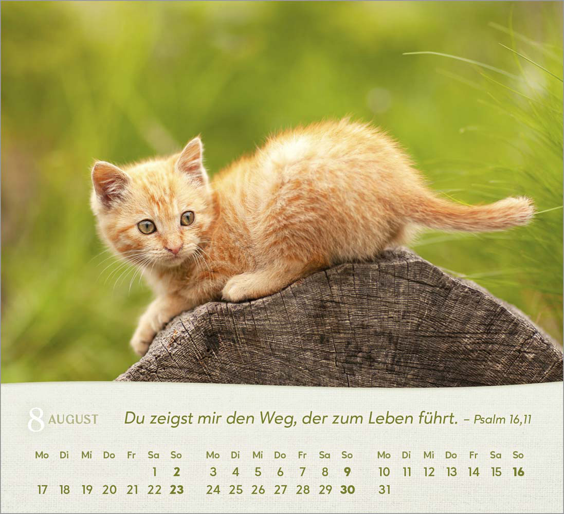 Katzen 2026 - Tischkalender