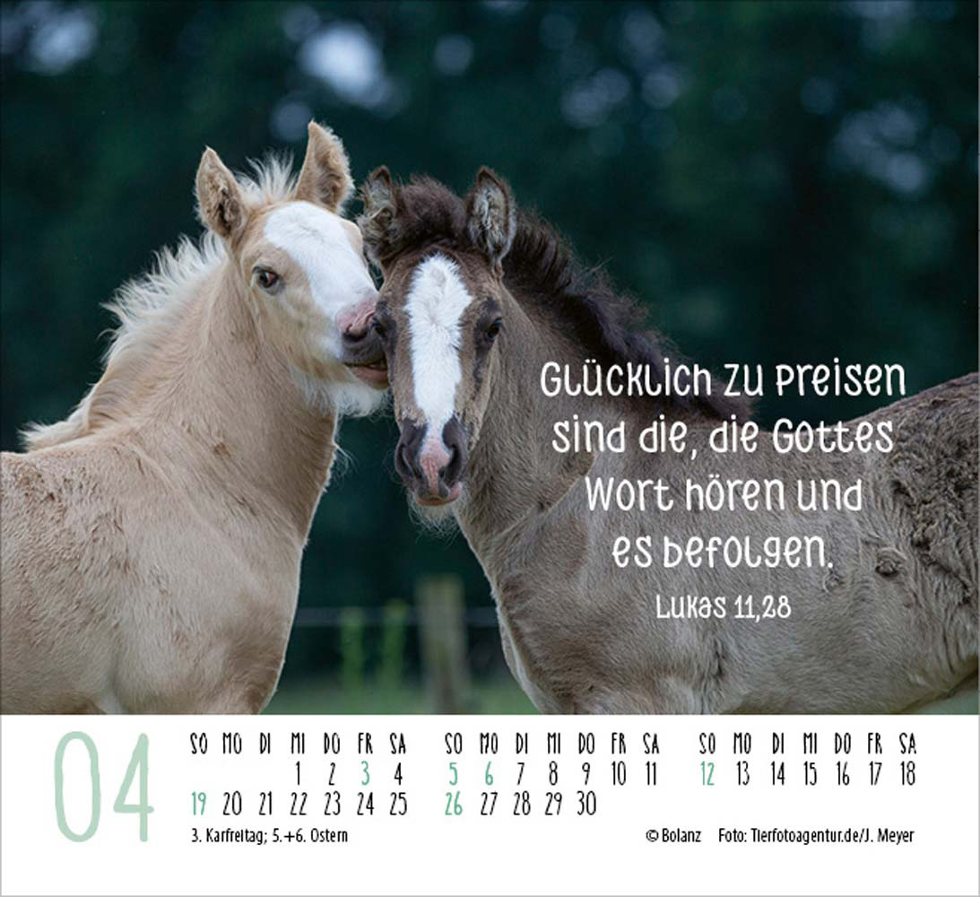 Pferde 2026 - Minikalender  