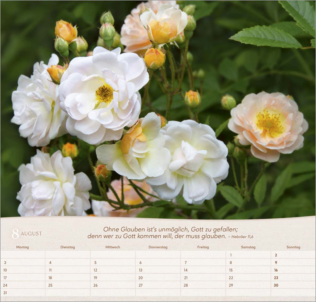 Rosen 2026 - Wandkalender
