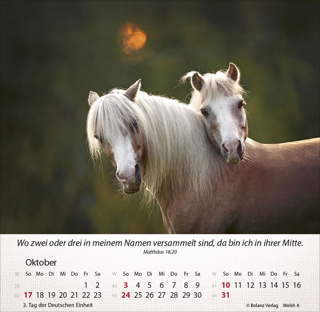 Pferde 2027 - Tischkalender