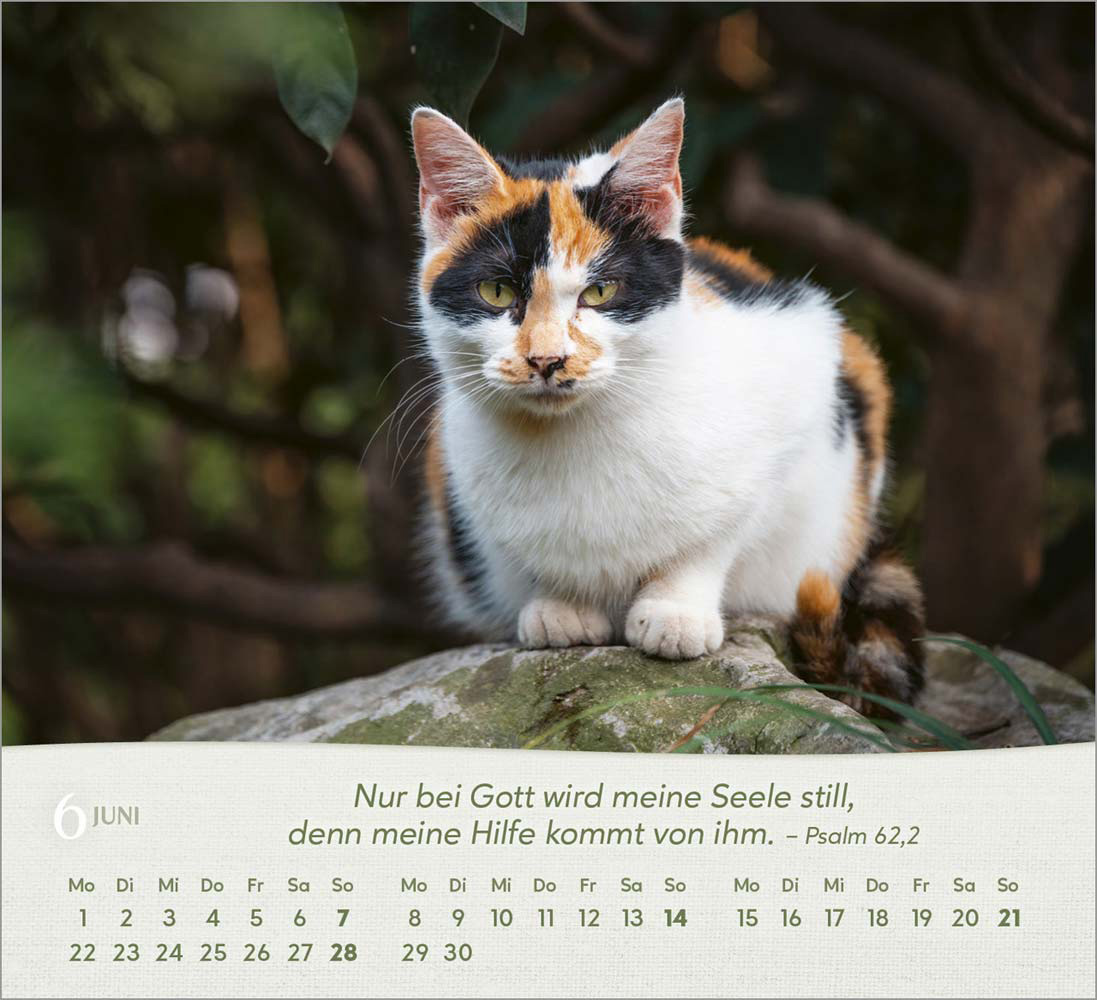 Katzen 2026 - Tischkalender