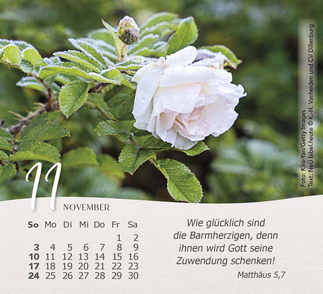 Rosen 2024 - Tischkalender Rosen 2024 - Tischkalender