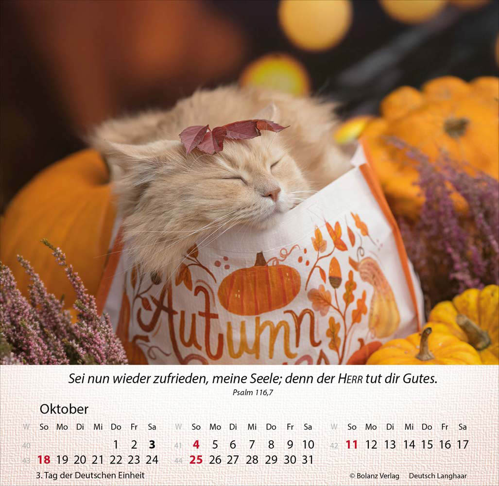 Katzen 2026 - Tischkalender Katzen 2026 - Tischkalender
