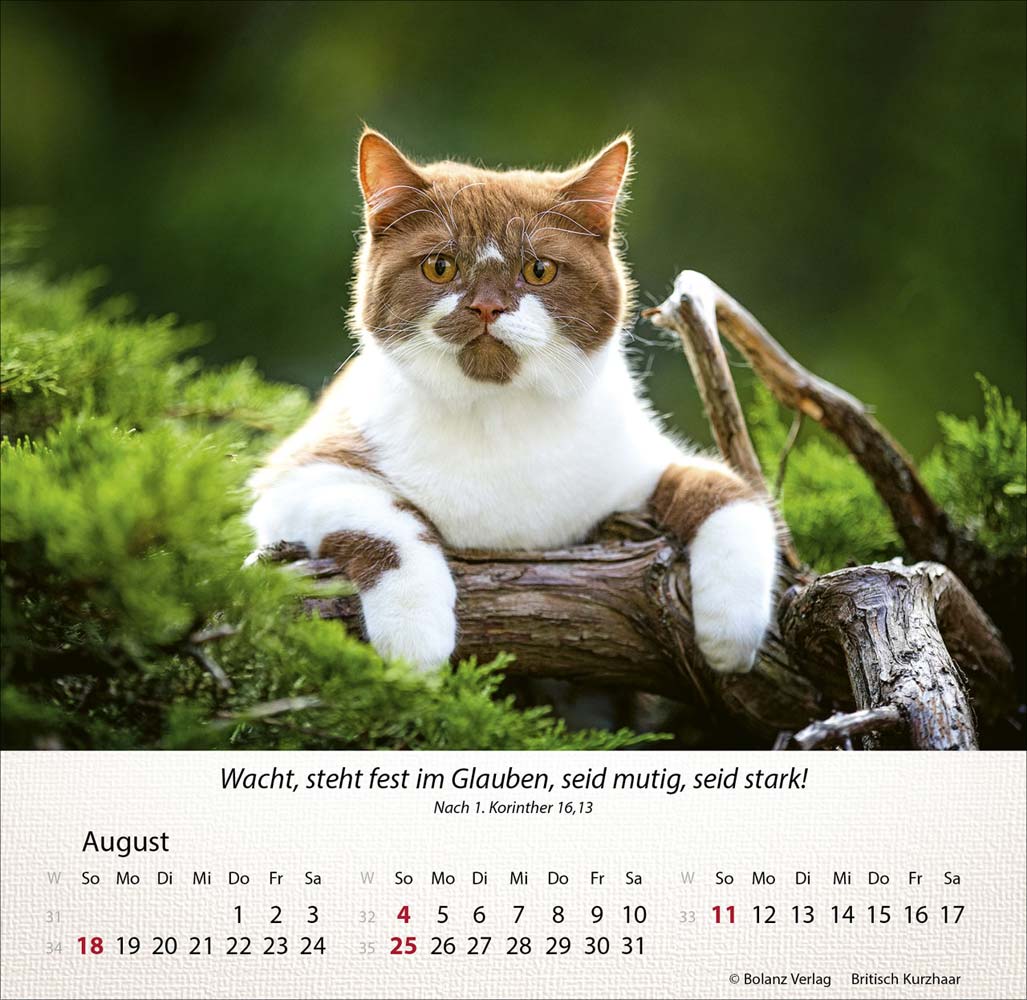 Katzen 2024 - Tischkalender Katzen 2024 - Tischkalender