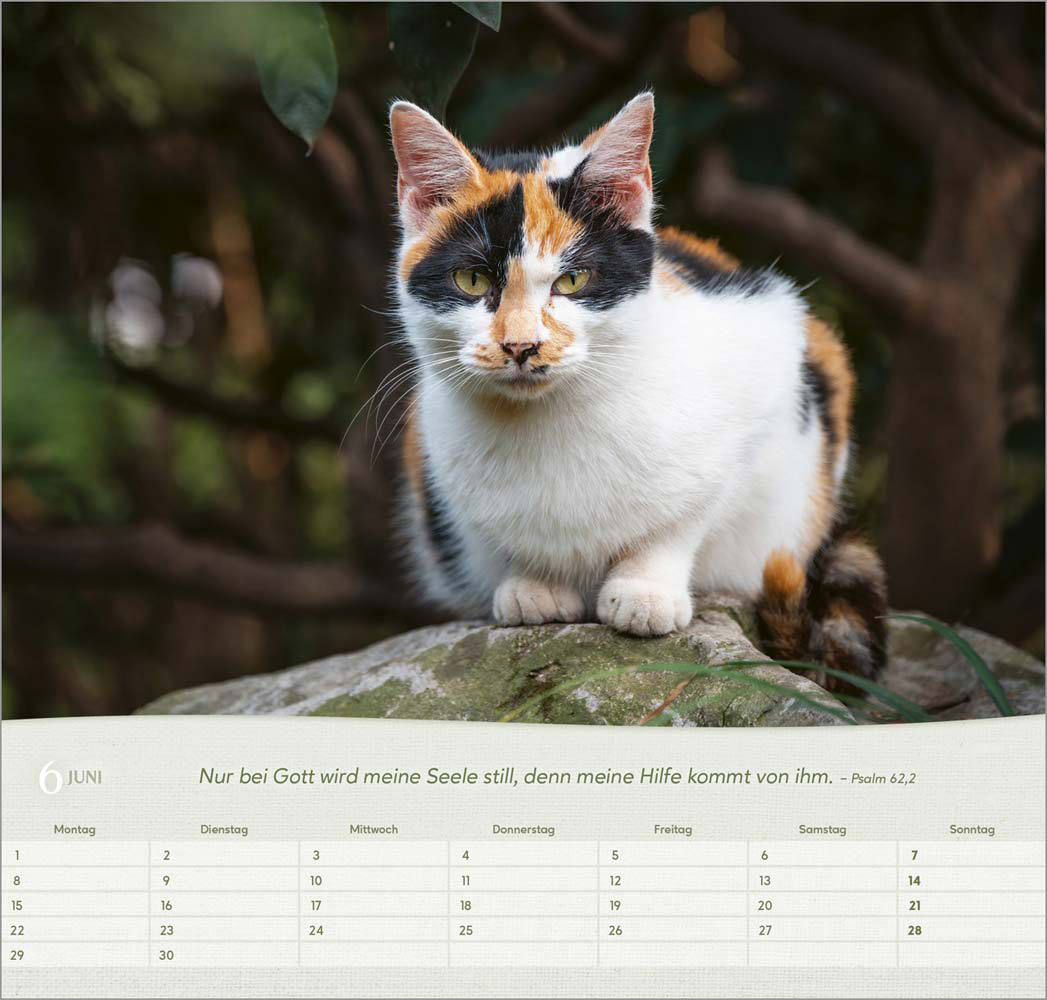 Katzen 2026 - Wandkalender