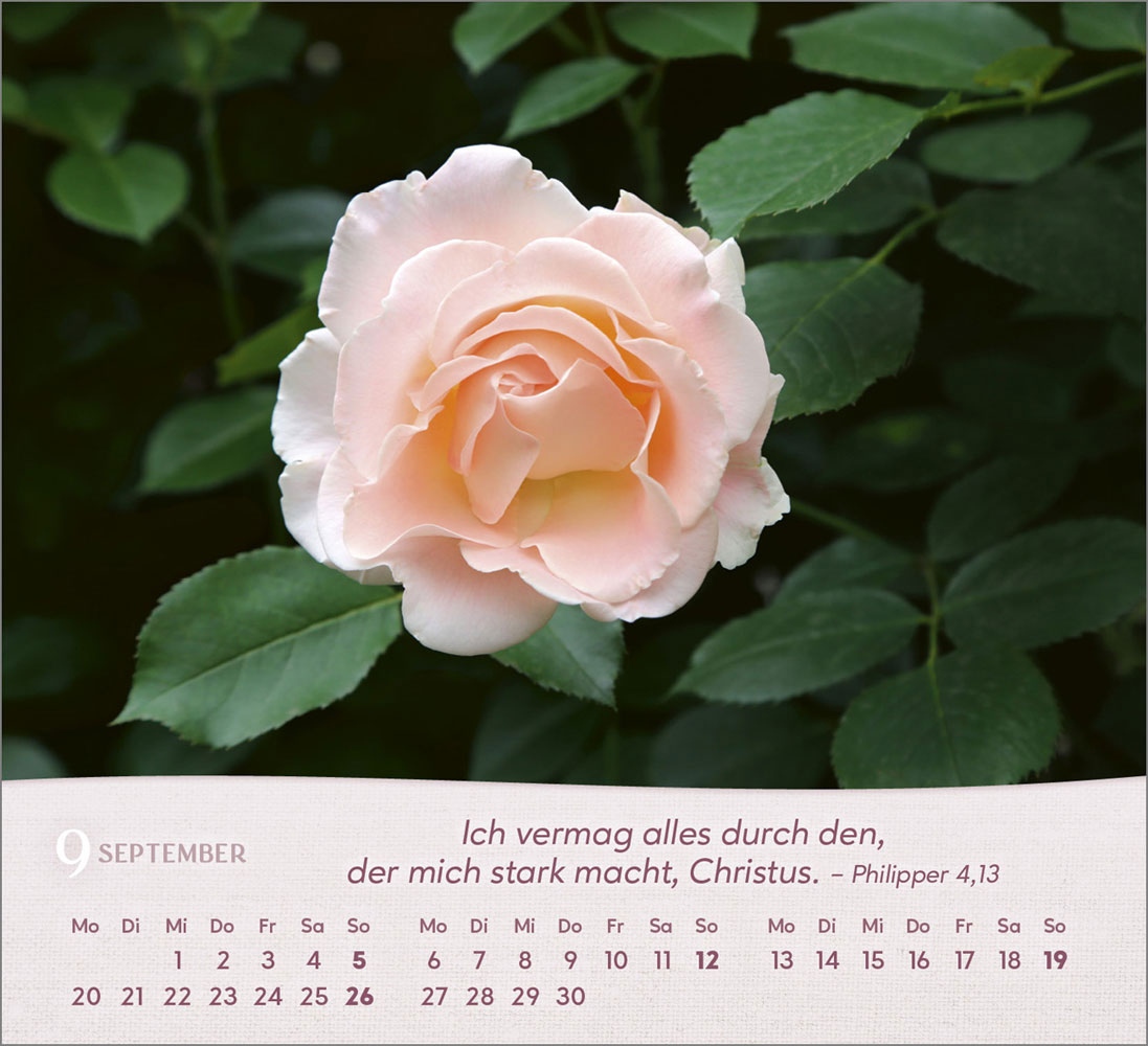 Rosen 2027 - Tischkalender
