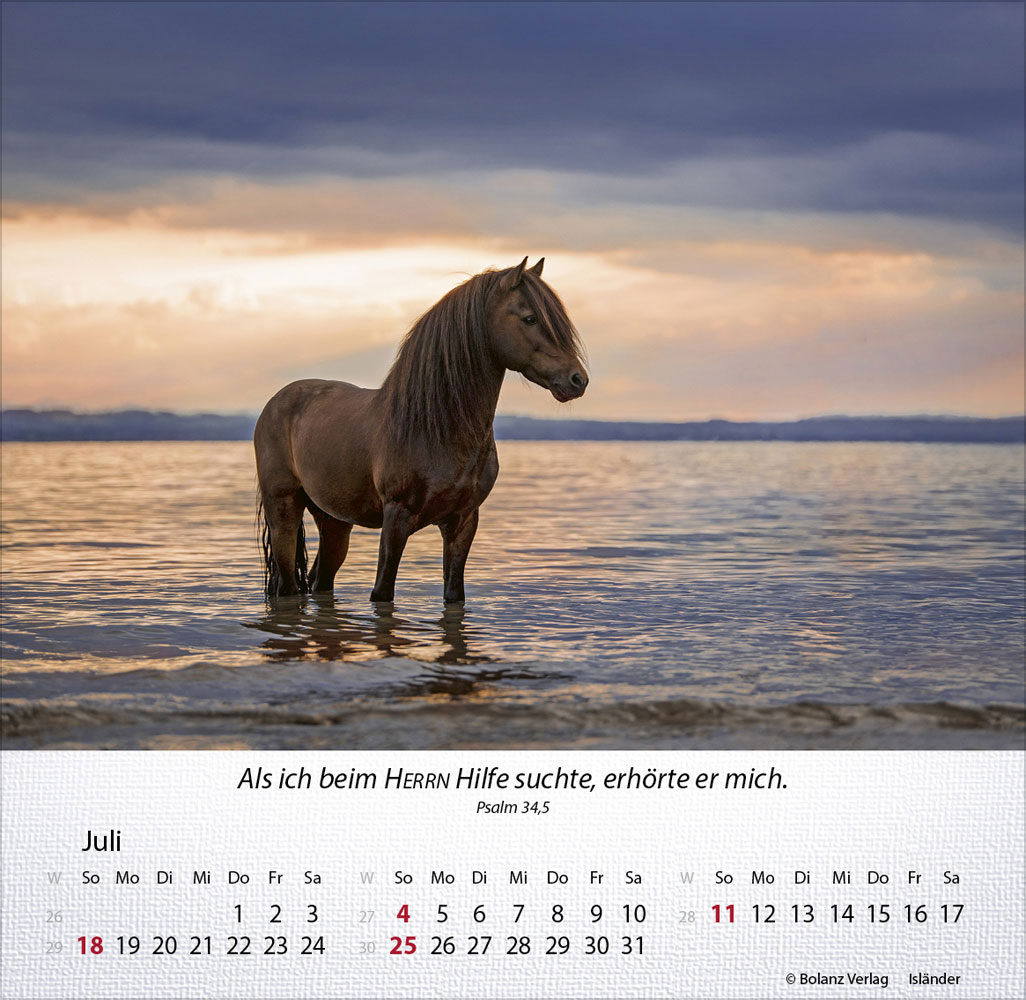 Pferde 2027 - Tischkalender